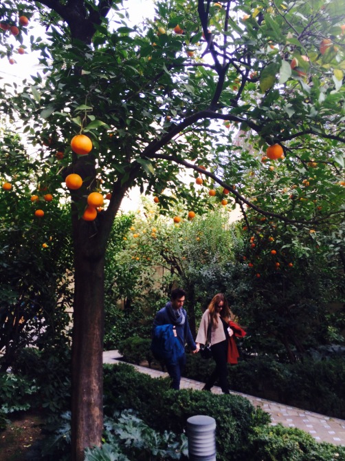 Orange Trees in the gardens, Sevilla