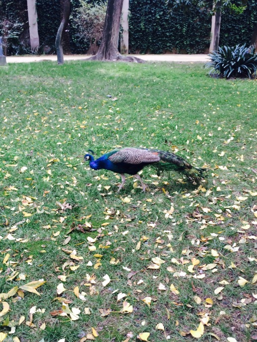 peacock at the gardens, sevilla